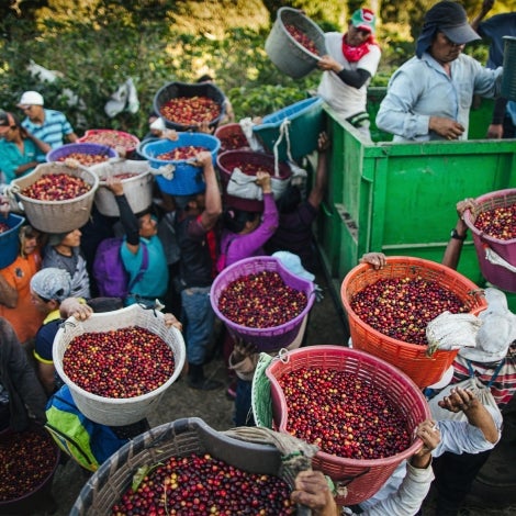 Starbucks Umweltziele für landwirtschaftliche Betriebe