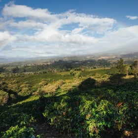 Café éthiquement sourcé