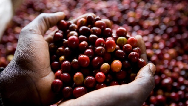 Capsules individuelles