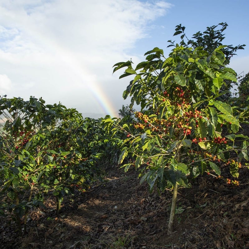 Les objectifs environnementaux de Starbucks