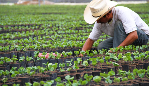 Farmer working on coffee field