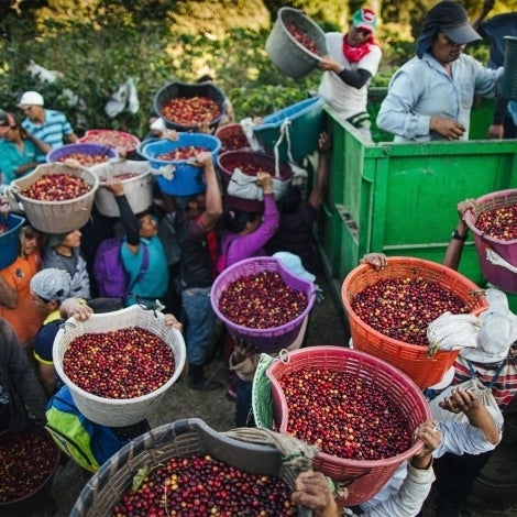 스타벅스 커피 농가 친환경 활동