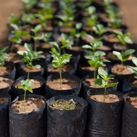 Ethically sourced coffee