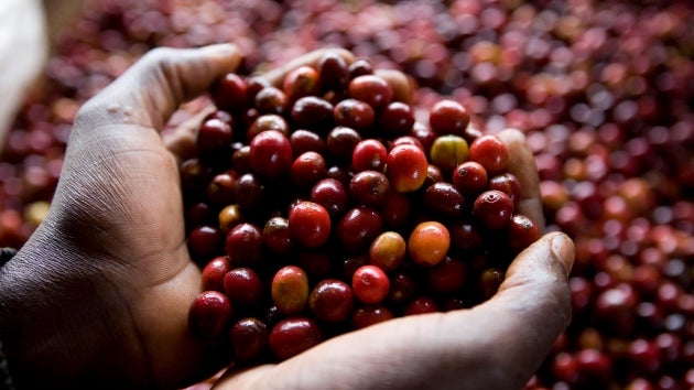 Solución individual de Starbucks®